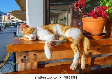 Red  cat sleeps on a bench in the early morning