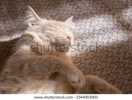 Red cat sleeps on a duvan in the sun's rays of light. the concept of a cozy home and vacation, a cute ginger or ginger kitten.