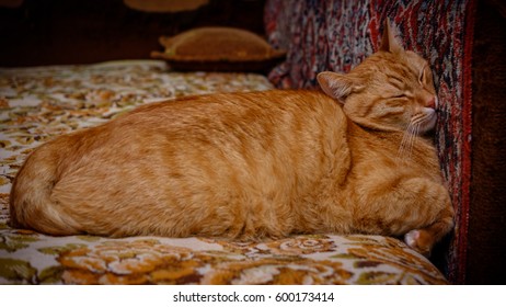 Red Cat Sleeps Pressing His Head Against A Wall