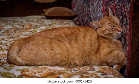 Red Cat Sleeps Pressing His Head Against A Wall