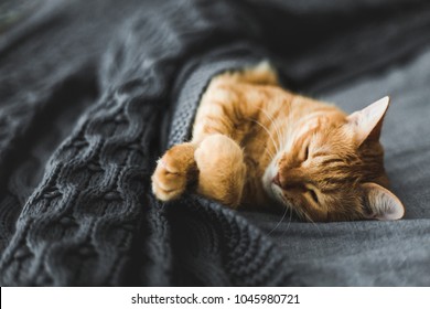 Red cat sleeps under a gray knitted plaid - Powered by Shutterstock