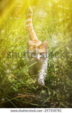 Similar – Foto Bild Wiesenkatze. katzengesucht im hohen Gras