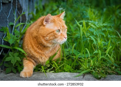 5,345 Cat sneaking Images, Stock Photos & Vectors | Shutterstock