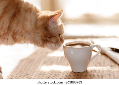 red cat sniffing a mug of black coffee while standing on a table with paper and pen