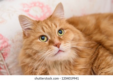 red cat in a sofa