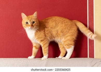 A Red Cat Is Standing On The Couch.