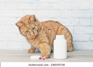 Red Cat Stealing Medicine Capsules Beside A Open Pill Bottle. 