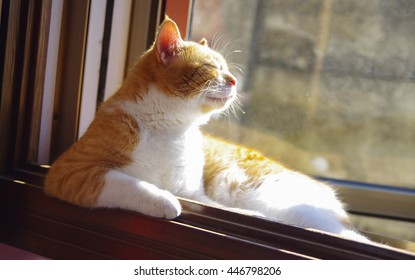 A Red Cat Sunbathing