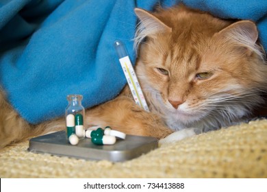 A Red Cat With A Thermometer And Pills Is A Sick Kind.