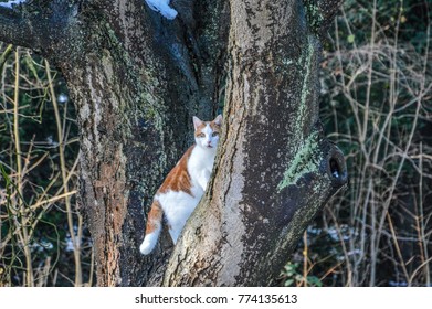 Red Cat In Tree