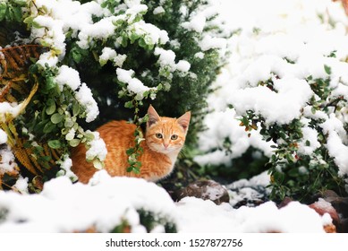 
red cat under the tree in the snow
