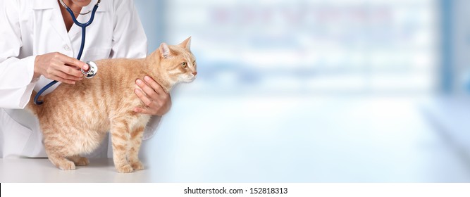 Red cat with veterinarian doctor. Veterinary clinic.