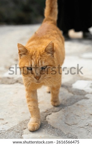 red cat walking from the front