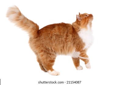 Red Cat Walking Isolated Over White Background