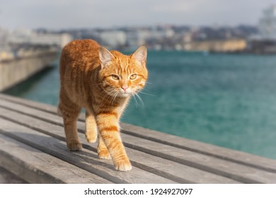 A red cat walks on a wooden deck. Portrait of a kitten on a blurry background of the city and the sea. The concept of spring, recreation, travel, tourism. Bright red, turquoise shades of summer.