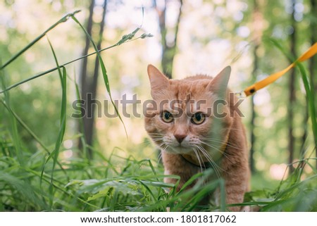 A red cat walks with the owner on a harness. Portrait of an adult cat in the park on a walk. Curious, brave kitten walks in the grass among the trees.