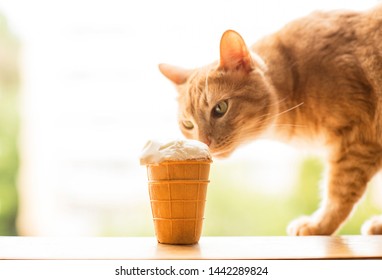 Red Cat Wants To Eat Ice Cream