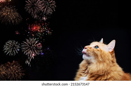A red cat watches the fireworks. Bobtail on a black background with space for text.