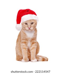 Red Cat Wearing Santa Hat