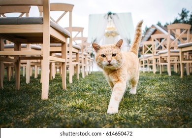 Red Cat At A Wedding Ceremony