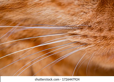 Red Cat Whiskers Close Up