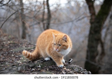 
Red Cat With White Legs And Neck. Animal Look. Vet Clinic. Beautiful Cat. Scared Cat