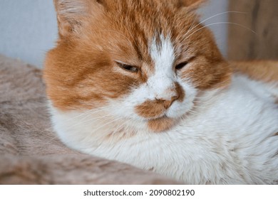 Red Cat With White Spots Sleepy. The Close Up View Of Relax Red Cat. Cat Paw Close Up. Domestic Pet Resting. Soft Cat's Foot. High Quality Photo