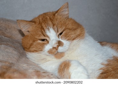 Red Cat With White Spots Sleepy. The Close Up View Of Relax Red Cat. Cat Paw Close Up. Domestic Pet Resting. Soft Cat's Foot. High Quality Photo