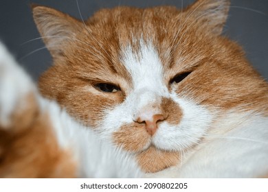 Red Cat With White Spots Sleepy. The Close Up View Of Relax Red Cat. Cat Paw Close Up. Domestic Pet Resting. Soft Cat's Foot. High Quality Photo