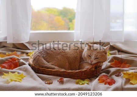 Red cat is in wicker basket among foliage in front of the window on the background of autumn landscape.