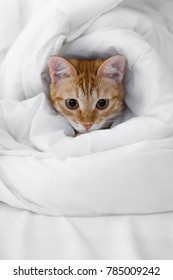 
Red Cat Wrapped In A White Blanket