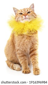 Red Cat In A Yellow Collar Isolated On A White Background.