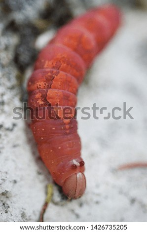 Similar – Image, Stock Photo bootlicker Snail Animal