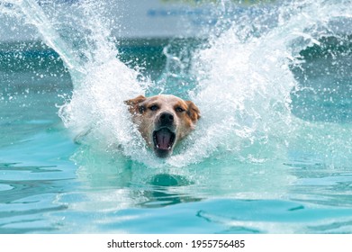 Red Cattle Dog Trying To Get To A Toy In A Pool After Jumping Off A Dock