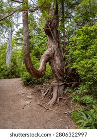 Red Cedar tree on the Wild Pacific Trail. The tree has a distinctive shape and it is a real eye-catcher. Ucluelet, Vancouver Island, British Columbia, Canada.
