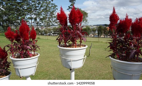 Cockscomb Celosia Images Stock Photos Vectors Shutterstock