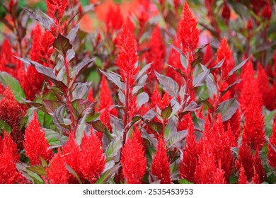 Red Celosia Plumosa flowers blooming in garden. Selective Focus - Powered by Shutterstock