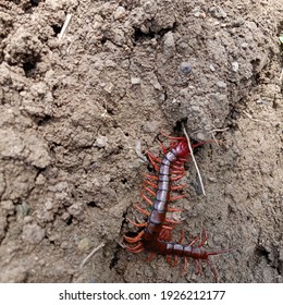 Red Centipede Above The Ground 