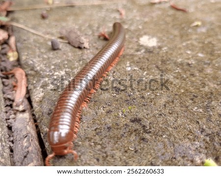 red centipede crawler in the street 