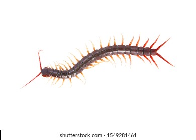 Centipede Scolopendra Sp Giant Centipede Isolated Stock Photo ...