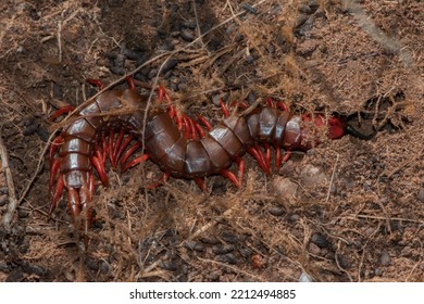 A Red Centipede Hiding In Dead Wood