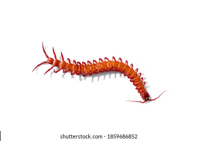 Red Centipede Isolated White Background.