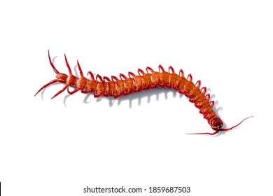 Red Centipede Isolated White Background.