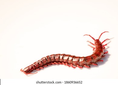 Red Centipede Isolated White Background.