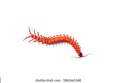 Red Centipede Isolated White Background.