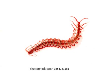 Red Centipede Isolated White Background.