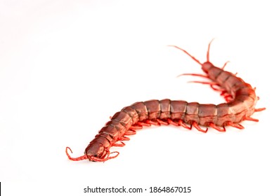 Red Centipede Isolated White Background.