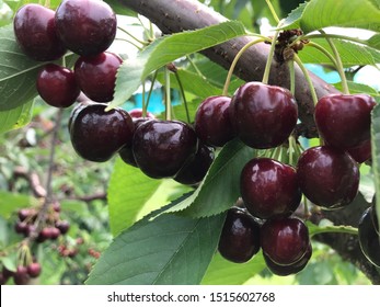The red cherries in Massachusetts farm.
