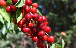 Red Cherries On Cherry Tree In Orchard For Picking. Close-up On Ripe Cherry Fruits On A Tree Branch, Ready For Picking. Bunch Cluster Of Ripe Red Cherries And Green Leaves On Cherry Tree. 
