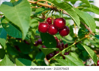 Red Cherries On The Cherry Tree With Green Leaves